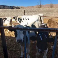 گوساله