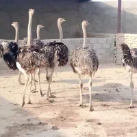 شترمرغ 5 ماه|حیوانات مزرعه|خاوران, |دیوار