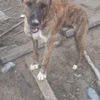 سگ نر اماده