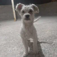 فروش سگ  شیتزو