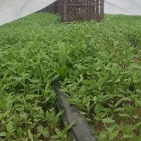 نشاء گوجه فرنگی