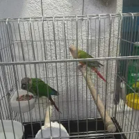 گرینجیک نرو ماده جفت
