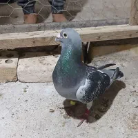 کبوتر