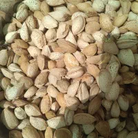 بادام وگردو تازه با پوست و بدون پوست مغز سفید|خوردنی و آشامیدنی|لنجان, |دیوار
