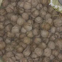 گردوتازهامسال|خوردنی و آشامیدنی|شاهین دژ, |دیوار