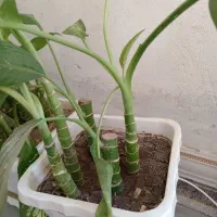 گل گیاە|گل و گیاه طبیعی|بوکان, |دیوار