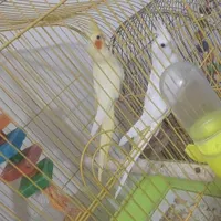 عروس هلندب. مرغ مینا. قناری