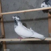 نر کله دم سبز