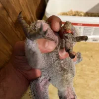جوجه کاسکو|پرنده|تهران, تهرانسر مرکزی|دیوار