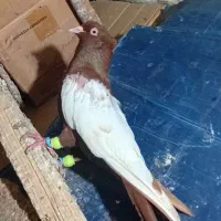 سرخ یه بال سفید نر کمرقفل وسینه سرخ ماد اصیل