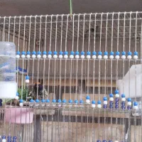 کلبسر .قناری