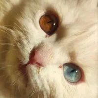 گربه پرشین عروسکی چشم دو رنگ|گربه|تبریز, |دیوار