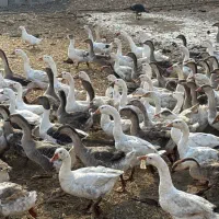 غاز محلی و قوغاز مولد و پرواری|حیوانات مزرعه|جوادآباد, |دیوار