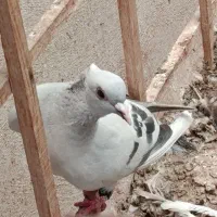 6عدد کفتر کاکل بسر و مرغ تخم گذار خانگی