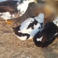 اردک گوشتی ۸ماهه