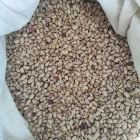 بذر لوبیا چیتی پاکوتاه ثمین