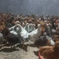 جوجه محلی
