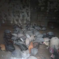 بیست تا شاخک دانه ای پانصد به فروش می رسد