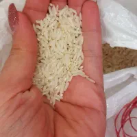 ۱۰۰ کیلو برنج هاشمی درجه یک محصول تازه