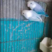 دوجفت کوتوله مولد روی تخم|پرنده|چابهار, |دیوار