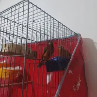 یه جفت قناری استوره سوخته سرخ