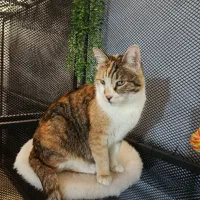 پانسیون گربه|خدمات پیشه و مهارت|شیراز, زیباشهر|دیوار