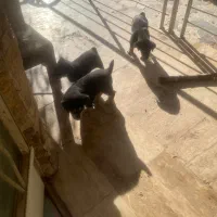 توله سگ|سگ|اصفهان, دنارت|دیوار