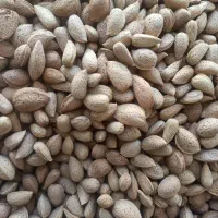 فروش توت خشک بادام گردو محلی