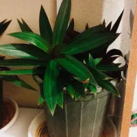 تاب بچه با گل ها