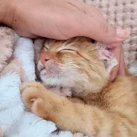 واگذاری بچه گربه