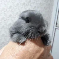 خرگوش نژاد دار