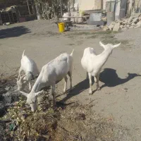 بز سانن کل اصل فرانسویی