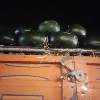 تهیه میوه تره بار از میدان تهران|خدمات پذیرایی، مراسم|لنگرود, |دیوار