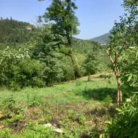 زمین فروشی|فروش زمین و ملک کلنگی|دالخانی, |دیوار