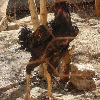 مرغ وخروس لاری