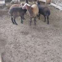 بره نر درجه یک