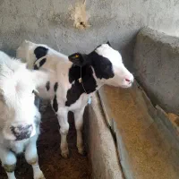 گوساله نر سیاه سفید|حیوانات مزرعه|قوچان, |دیوار