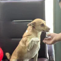 واگذاری سگ بسیارمهربون میکس اشپیتز تریر|سگ|باغستان, |دیوار