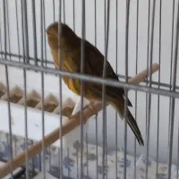 تعداد ۱۵ قناری رسمی نژاد خوب