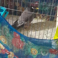 مرغ مینا نر چشم ستاره ای