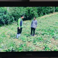 تلویزیون SONY