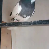 کبوتر ابلق تیکه پاره ماده|پرنده|مشگین شهر, |دیوار