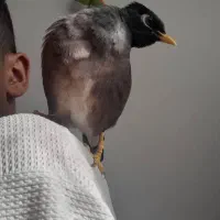 مینا سخنگو فول رام ودستی