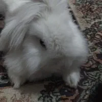 خرگوش لپ