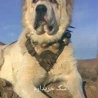 واگذاری سگ نگهبان