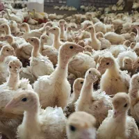 جوجه بوقلمون گوشتی