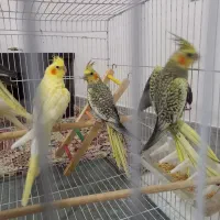 عروس هلندی مولد تضمینی|پرنده|بجنورد, |دیوار