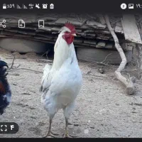 مرغ و دوتا خروس محلی