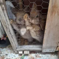 خرگوش