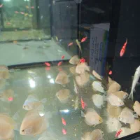 انواع اقسام ماهی اکواریومی موجود شد